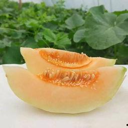 昆明小蜜瓜今日价格,新鲜上市，品质保证，价格实惠