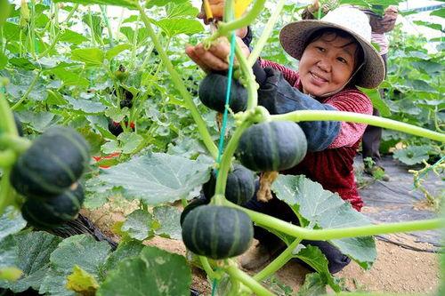 上热门自家地里种的瓜,新鲜美味，带你领略田园风光