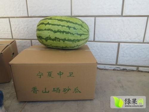 宁夏砂瓜今日价,价格行情一览”