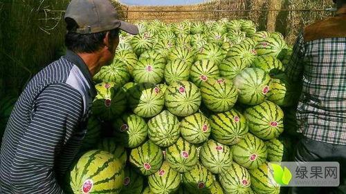 宁夏砂瓜今日价,价格行情一览”