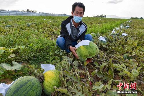海南今日瓜菜价格,新鲜直供，实惠之选