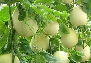 小白瓜今日行情价格,价格波动解析与市场趋势洞察
