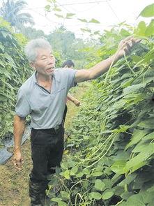 今日瓜菜最新行情,丰收与波动并存，价格走势揭秘