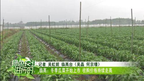 今日瓜菜最新行情,丰收与波动并存，价格走势揭秘
