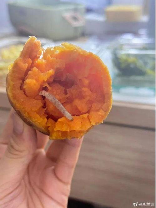 今日份瓜是啥,瓜界新动态