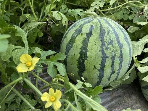 今日吃最大的瓜,揭秘娱乐圈最大瓜料