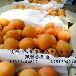小白瓜价格今日行情,价格波动解析