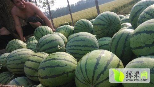 近期热门吃瓜事件山东泰安,最新吃瓜事件，揭秘背后真相