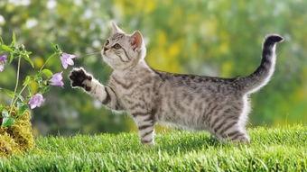 猫的次元吃瓜爆料,揭秘娱乐圈那些不为人知的秘密