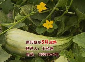 酥瓜今日价位行情,今日价格波动解析