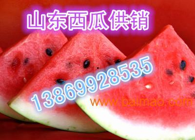 蒲成瓜今日行情,涨跌波动，市场动态一览