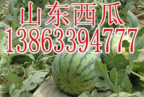 蒲成瓜今日行情,涨跌波动，市场动态一览