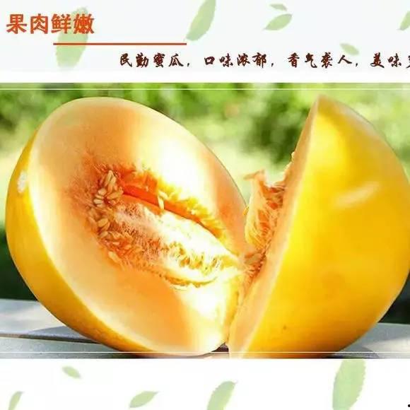 今日蜜瓜最近行情,今日价格走势解析