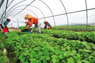 饶阳瓜菜今日价格,新鲜蔬菜价格一览”