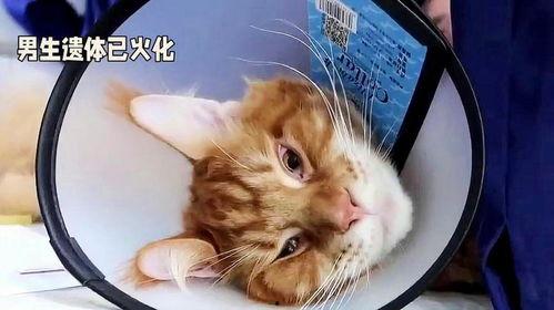 近期热门吃瓜事件胖猫,揭秘近期热门事件背后的真相与笑料