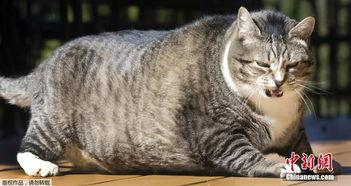 近期热门吃瓜事件胖猫,揭秘近期热门事件背后的真相与笑料
