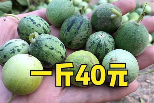 临沂今日小瓜价格,市民抢购热潮涌动”
