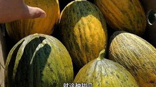 上热门香瓜甜瓜哈密瓜,香瓜、甜瓜、哈密瓜的甜蜜诱惑