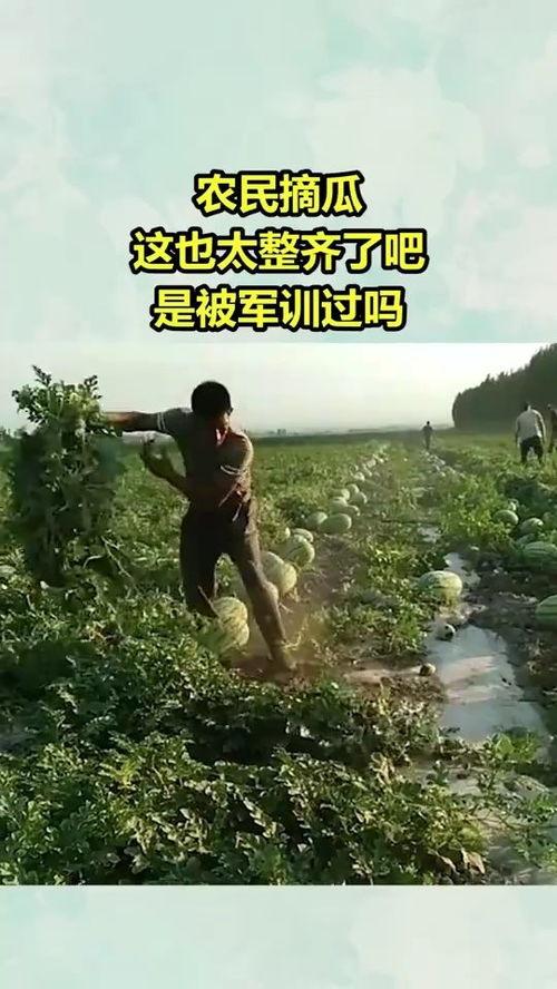 农民摘瓜的热门文案短句,农民摘瓜喜获丰收