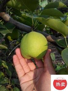 大荔今日瓜价行情,新鲜瓜果价格走俏，市民抢购热潮涌动