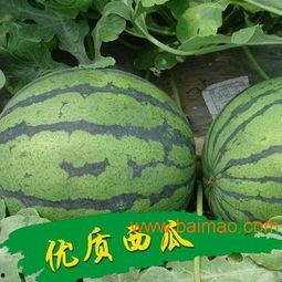 大荔今日瓜价行情,新鲜瓜果价格走俏，市民抢购热潮涌动