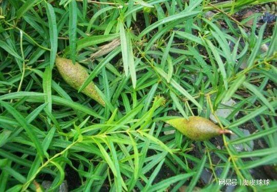 今日猫瓜草价,价格波动解析与投资策略