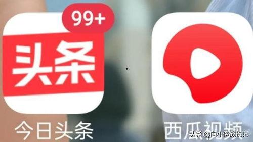 今日头条贝贝瓜,今日头条新晋网红，揭秘其爆红背后的故事