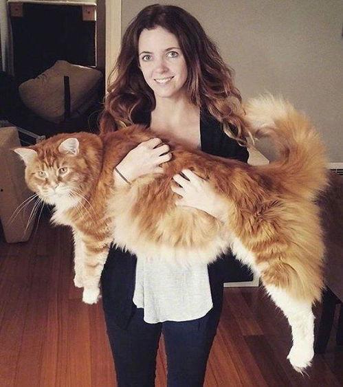 胖猫明星网红图片,萌态可掬，网络人气爆棚