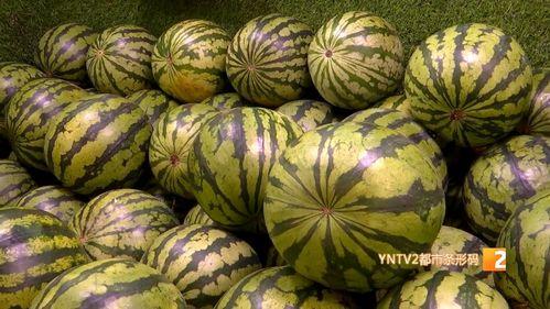 海南麒麟瓜价格今日,市场供需两旺