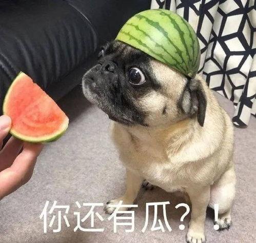 吃瓜爆料图片表情包大全,趣味横生的网络文化盛宴