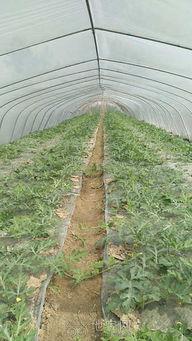 大棚麒麟瓜今日价格,涨跌分析及市场动态”