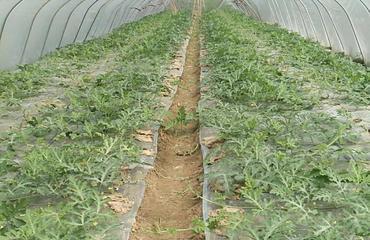 大棚麒麟瓜今日价格,涨跌分析及市场动态”