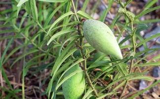寿光瓢子瓜今日价格,市场行情一览