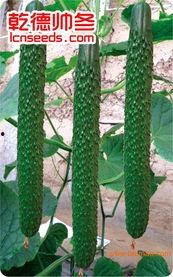 寿光瓢子瓜今日价格,市场行情一览