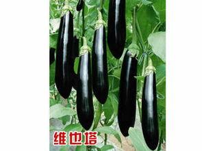 寿光瓢子瓜今日价格,市场行情一览