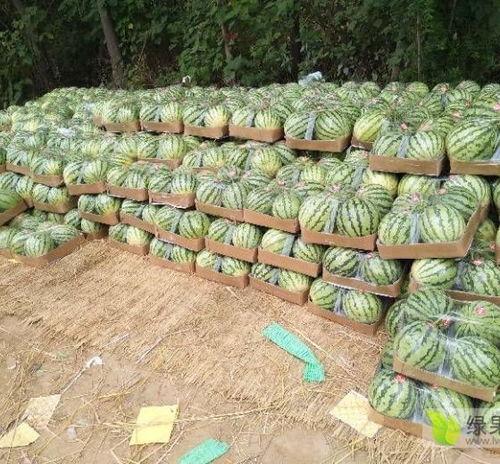 今日美都瓜价,揭秘今日瓜市风云录”