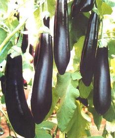 茄瓜行情今日行情,涨跌波动，市场动态一览