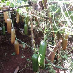 今日香水瓜种子价格,今日行情一览
