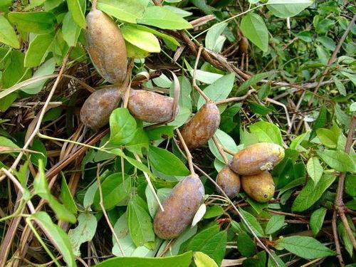 武平热门水果八月瓜,武平特色水果之旅