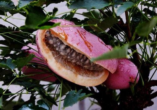 武平热门水果八月瓜,武平特色水果之旅