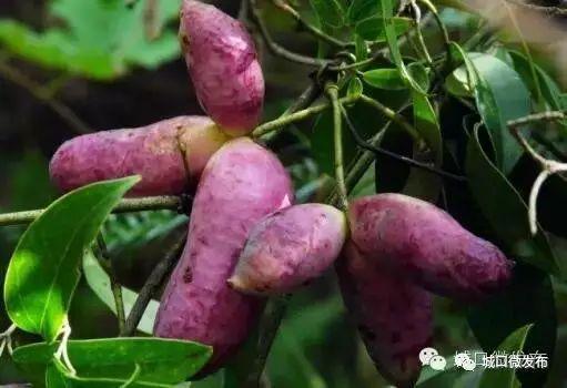 武平热门水果八月瓜,武平特色水果之旅