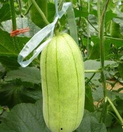 大荔脆瓜今日价格,价格行情一览”