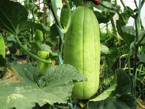 大荔脆瓜今日价格,价格行情一览”