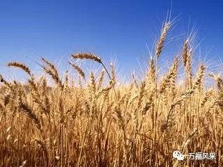 瓜州今日小麦价格,市场动态与行情分析