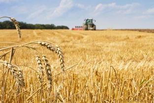 瓜州今日小麦价格,市场动态与行情分析