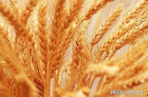 瓜州今日小麦价格,市场动态与行情分析