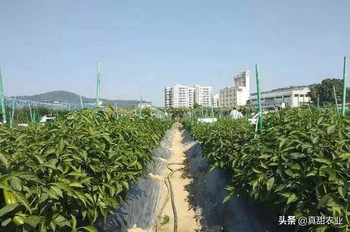 北部瓜茄今日价格,今日价格一览”