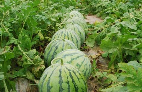 全国热门大瓜排行榜,揭秘近期热议事件风云录