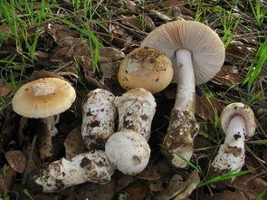 吃瓜官网黑料蘑菇视频,蘑菇视频背后的真相大起底