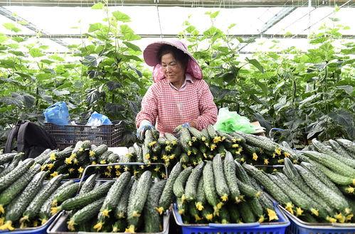 2024小瓜今日价格,揭秘今日市场行情动态”